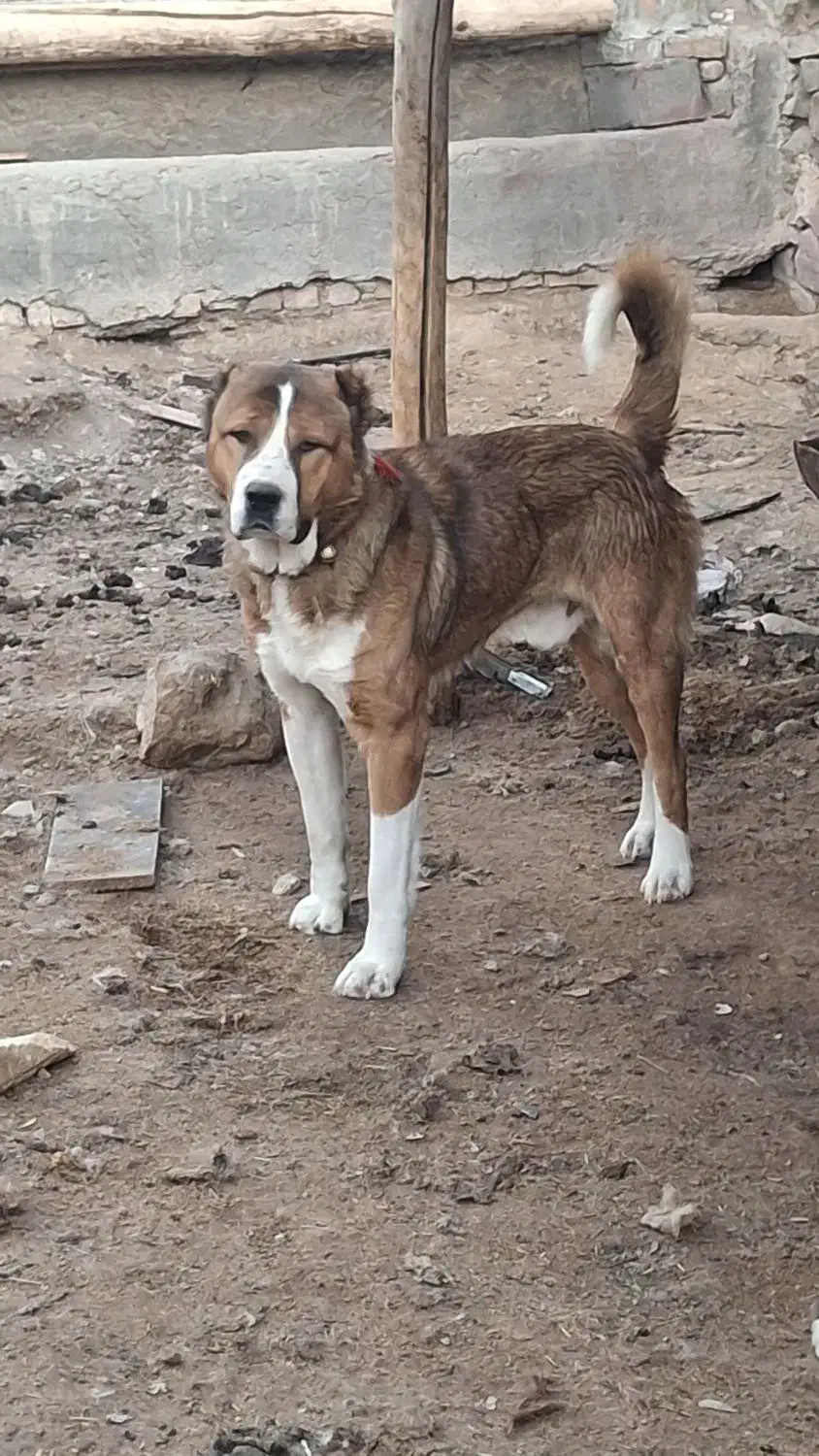 سگ گله|سگ|دلیجان, |دیوار