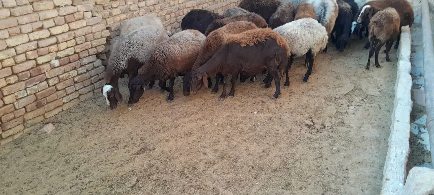 گوسفند جوان شیشک آبستن سنگین|حیوانات مزرعه|کرج, استاندارد|دیوار