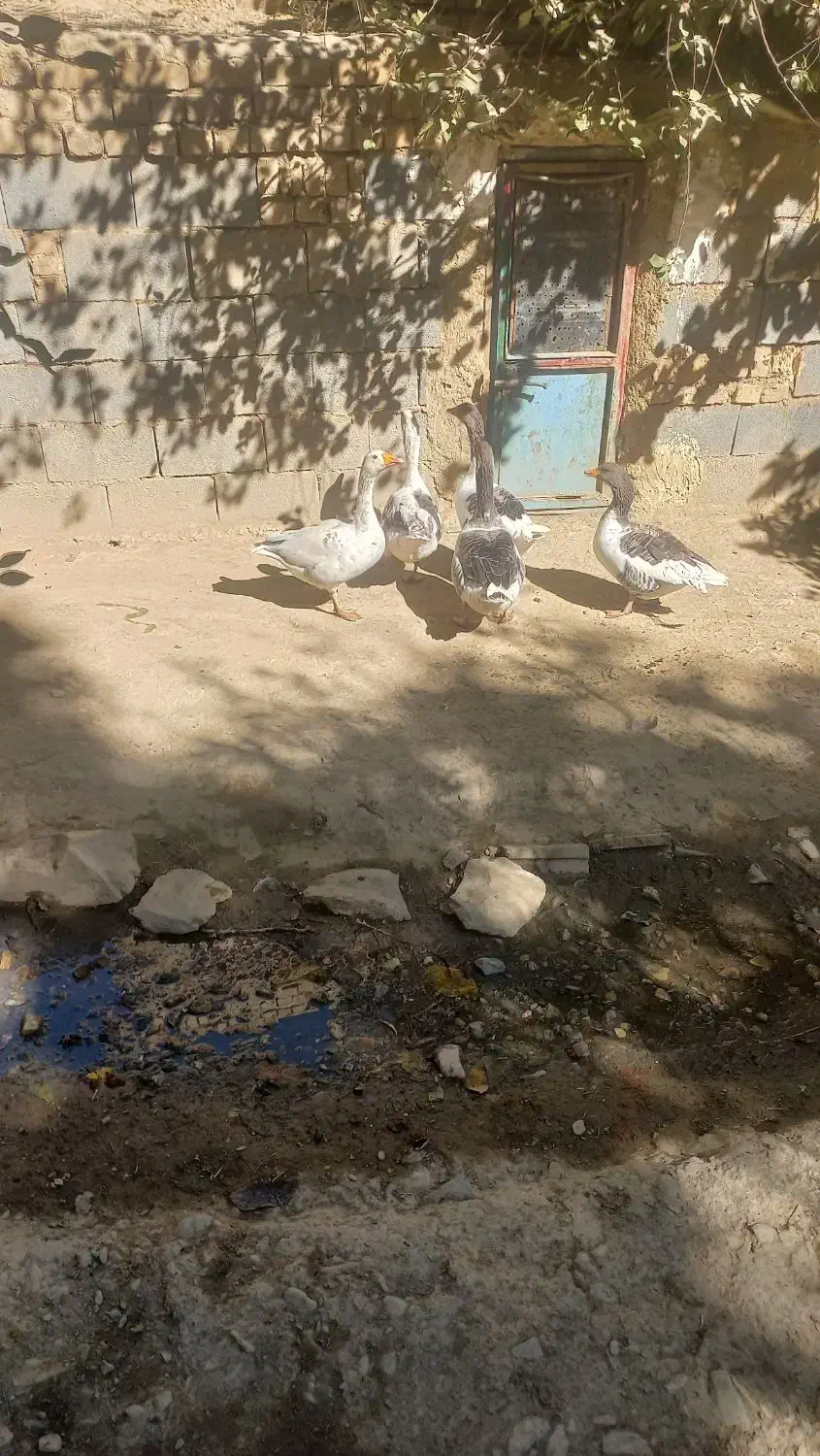 غاز|حیوانات مزرعه|خمین, |دیوار