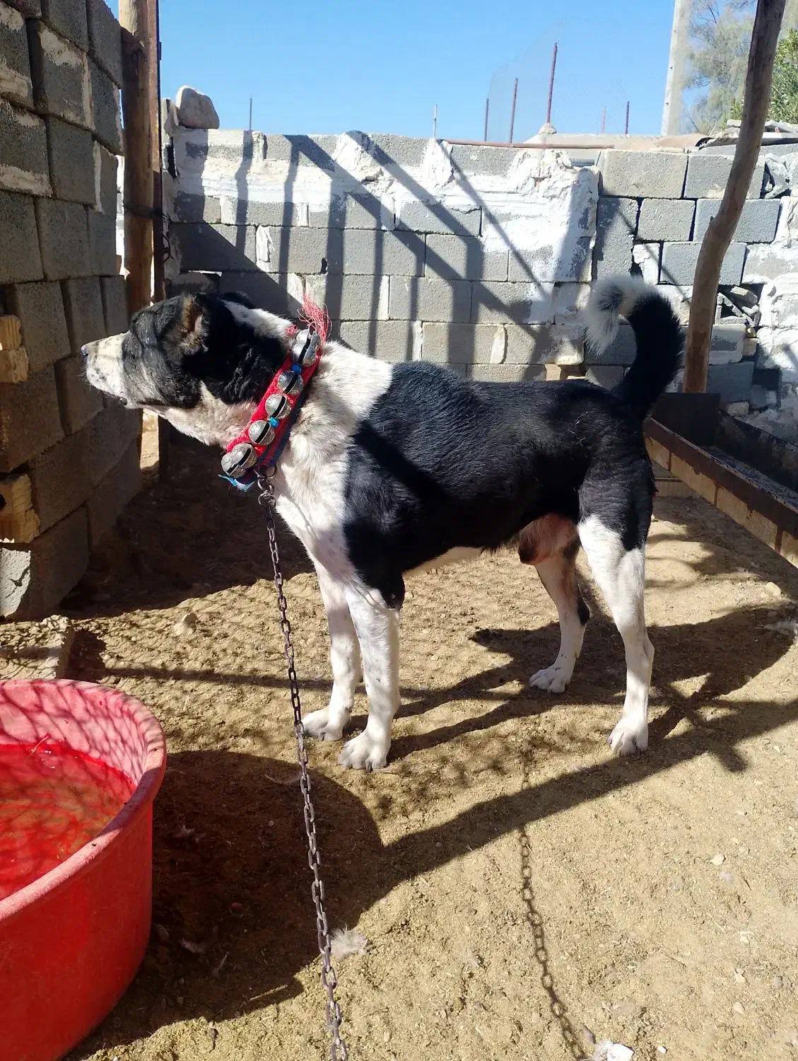 واگذاری سگ|سگ|لار, |دیوار