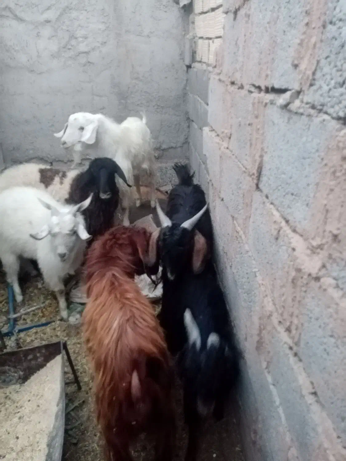 کره محلی از 8کیلو گوشت تا 15|حیوانات مزرعه|زرند, |دیوار