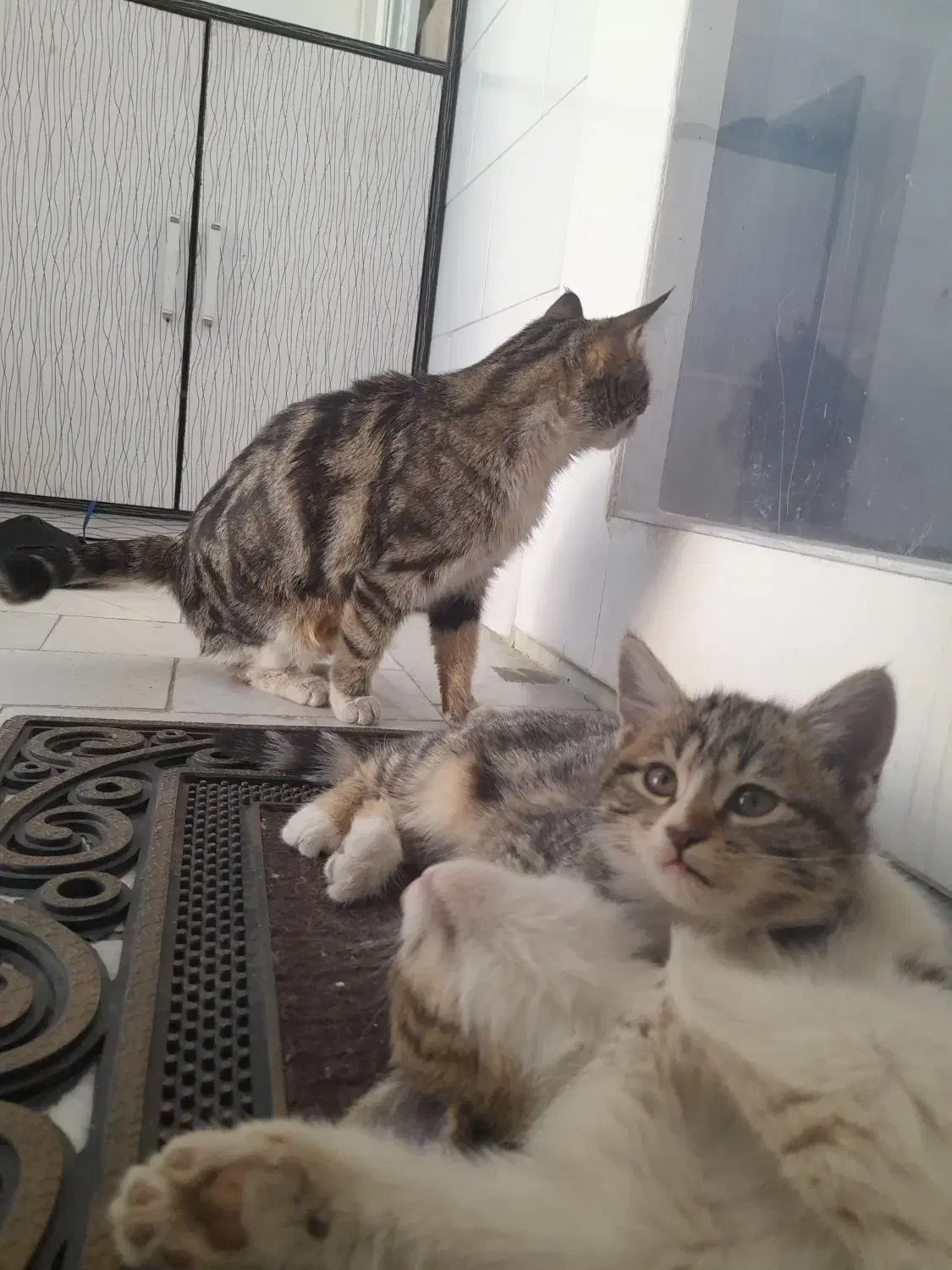 دو تا توله گربه با مادر|گربه|حمیدیا, |دیوار