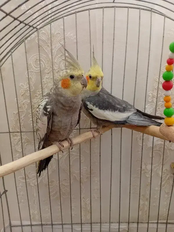 عروس هلندی|پرنده|مشگین شهر, |دیوار