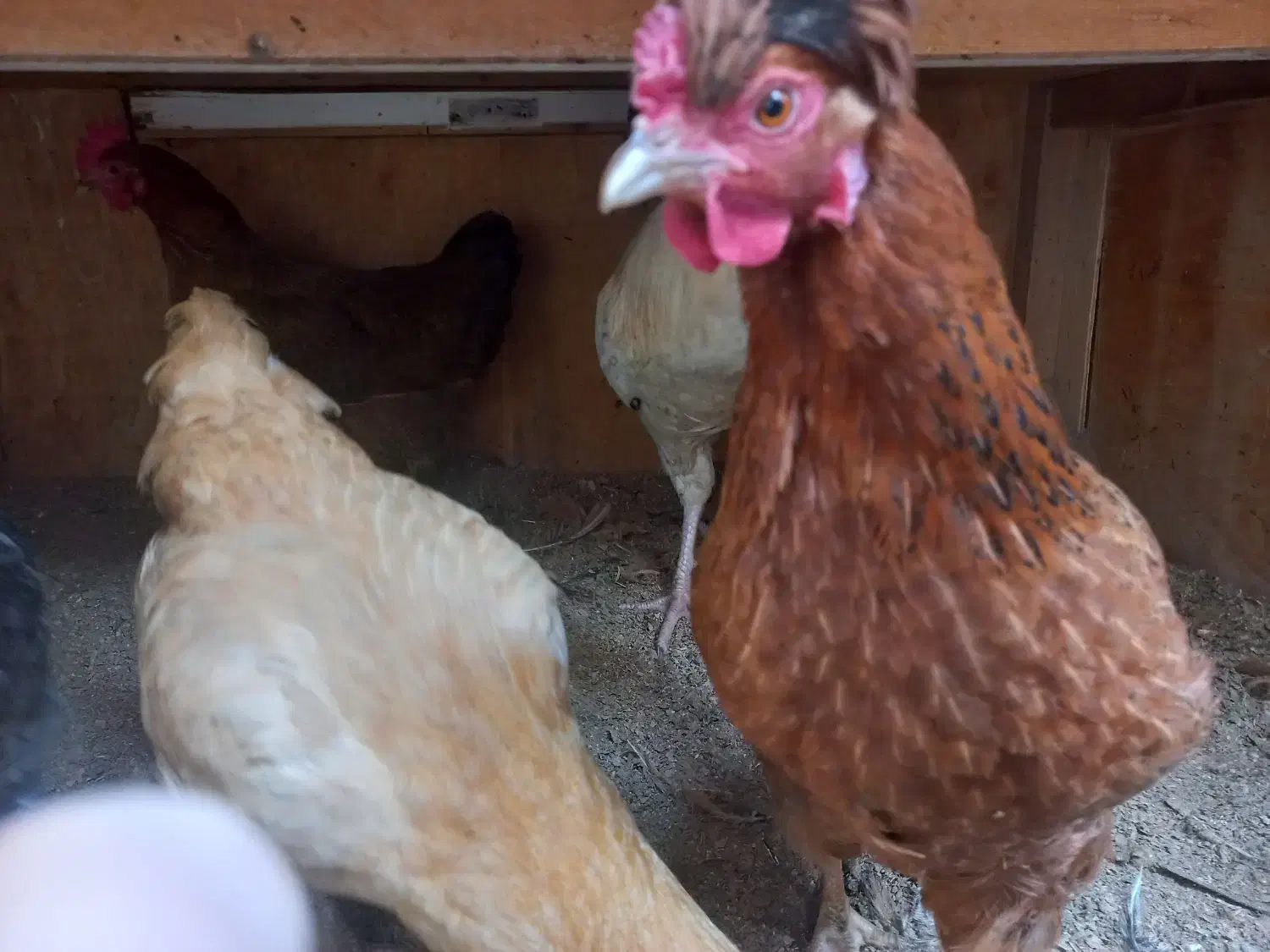 مرغ وخروس|حیوانات مزرعه|کرج, حسین‌آباد|دیوار