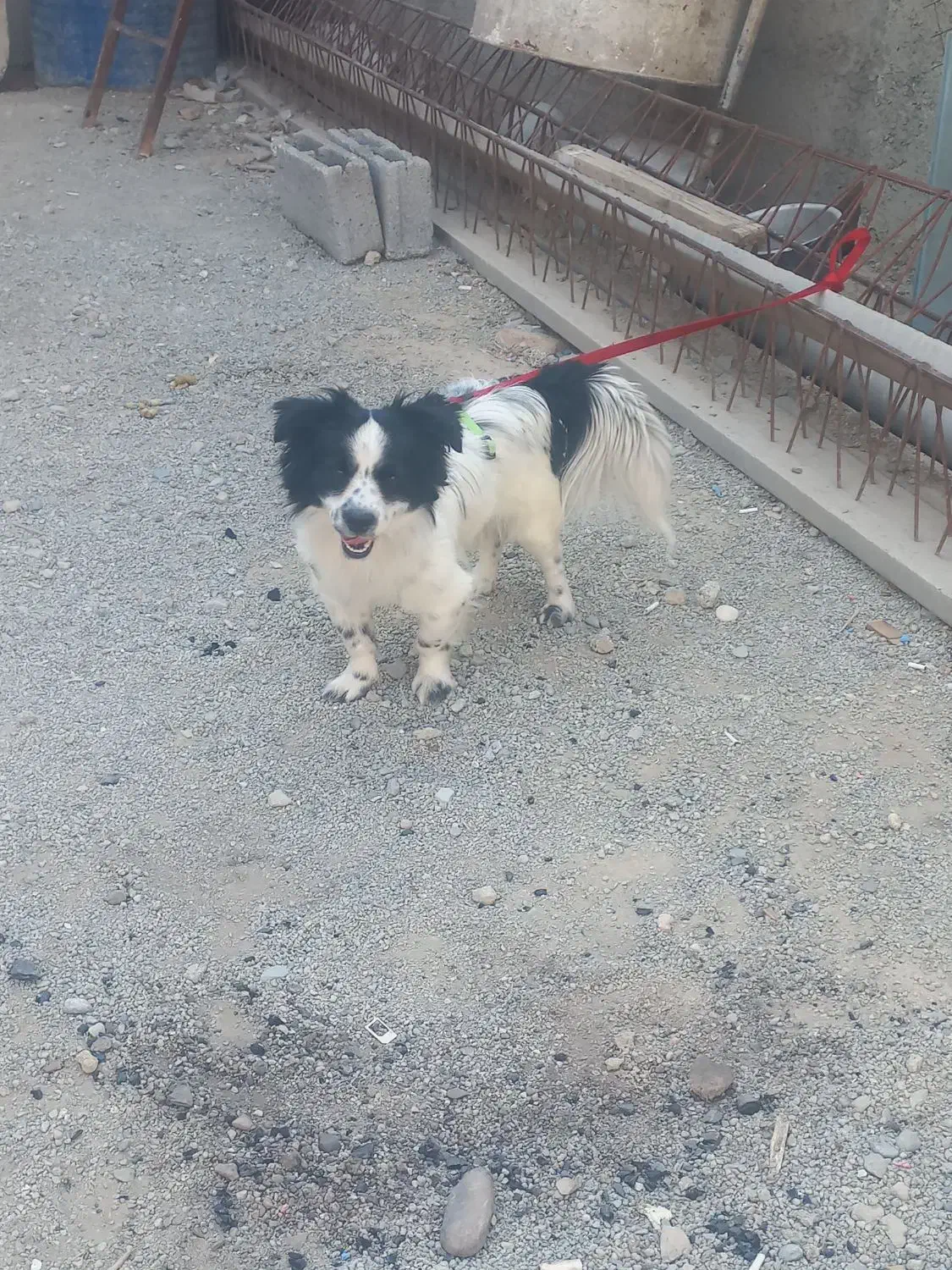 یه قلاده سگ|سگ|فردوسیه, |دیوار