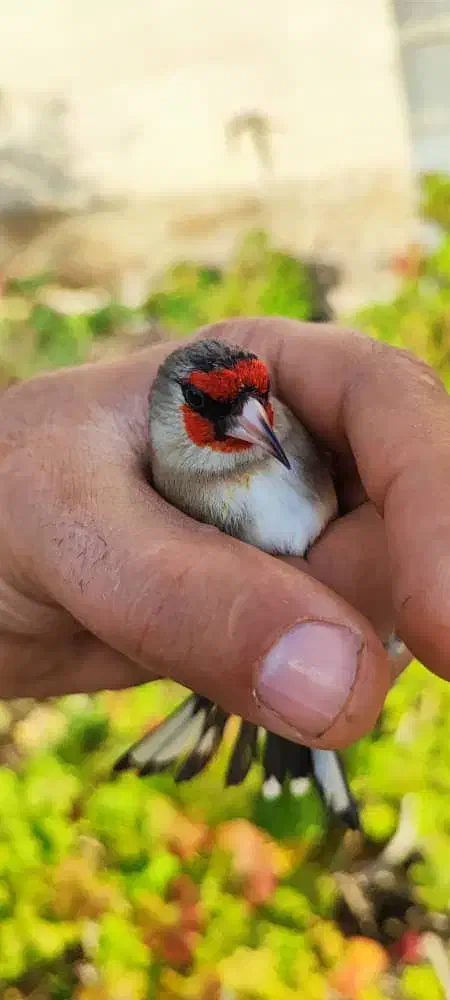 سهره دورگ زاغ|پرنده|شیراز, دارالرحمه|دیوار