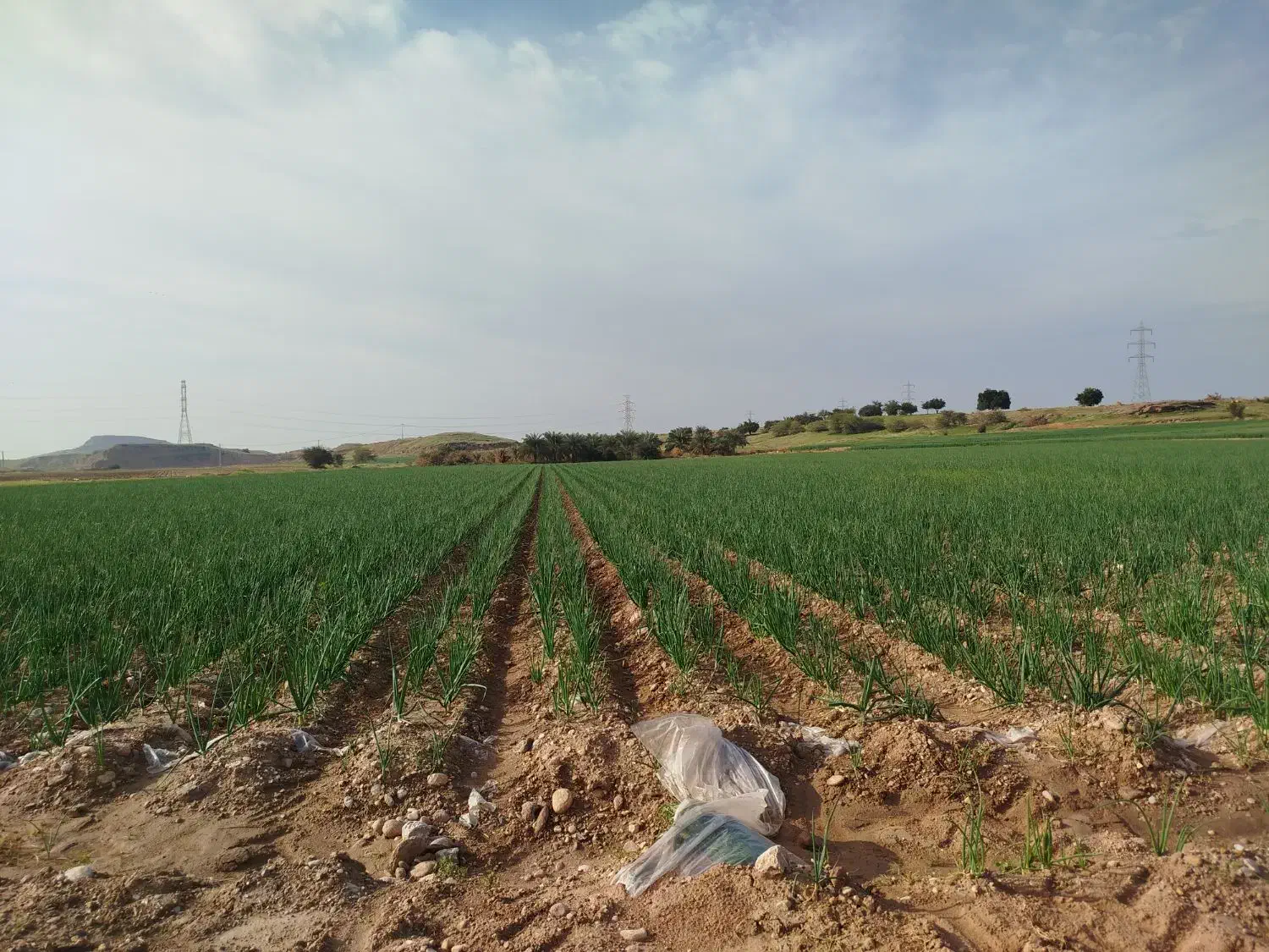 اجاره زمین کشاورزی|اجارهٔ دفتر صنعتی، کشاورزی، تجاری|اندیمشک, |دیوار