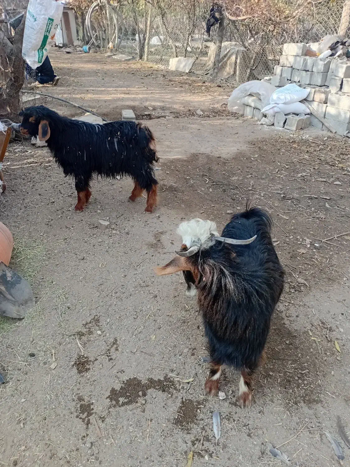 بزغاله شهریار باغسان|حیوانات مزرعه|احمدآبادمستوفی, |دیوار