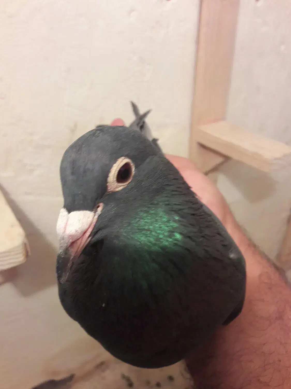 کبوترماده کلاغ|پرنده|رفسنجان, |دیوار