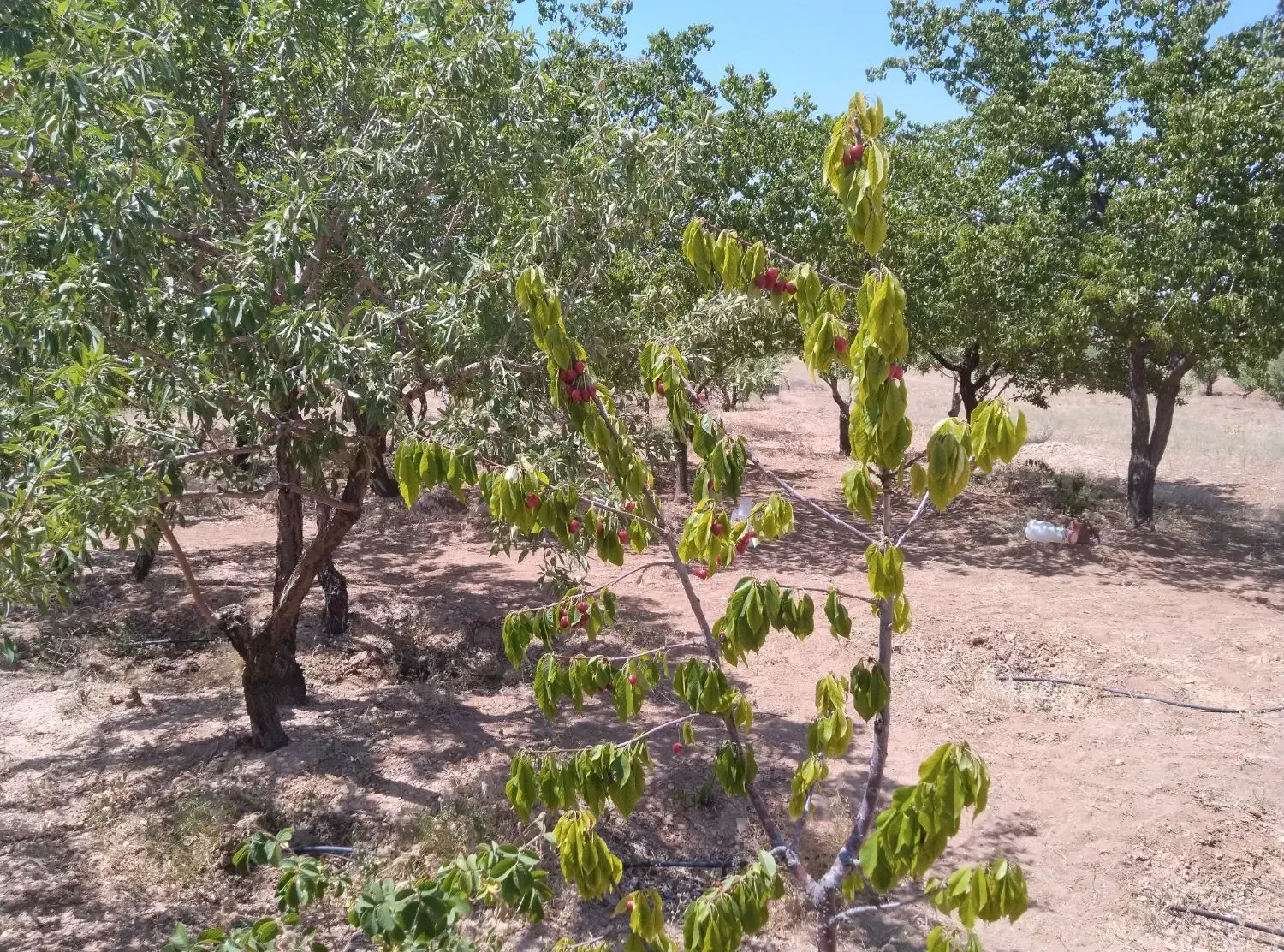 16جریب باغ بادام و 2 ساعت آب قطره ای|فروش دفتر صنعتی، کشاورزی، تجاری|بن, |دیوار