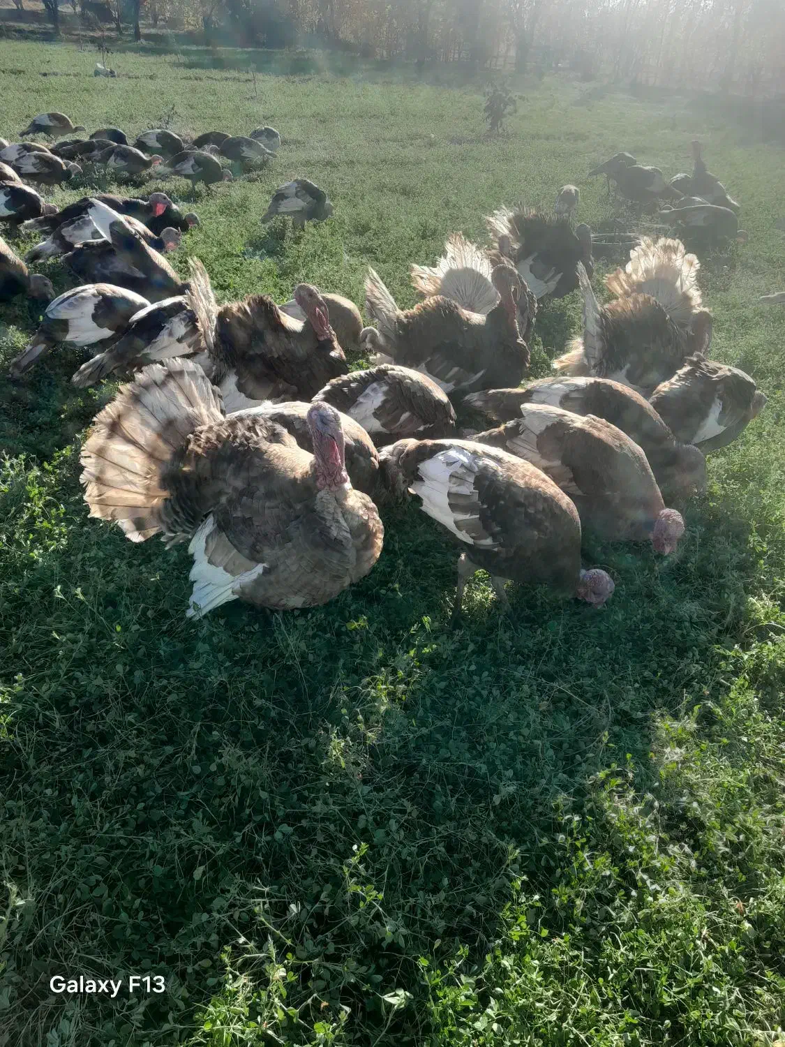 فروش  بوقلمون محلی  بربرون|حیوانات مزرعه|شاهین دژ, |دیوار