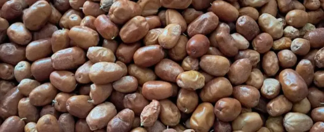 سنجد|خوردنی و آشامیدنی|مرودشت, پشت سایپا‎|دیوار