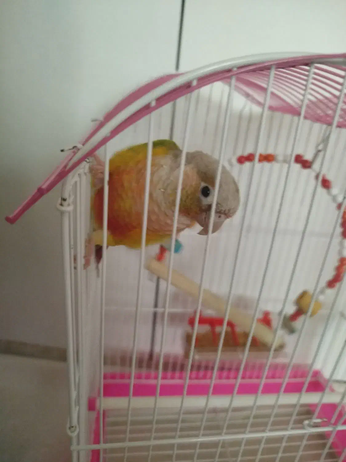 طوطی گرینچیگ|پرنده|زنجان, |دیوار