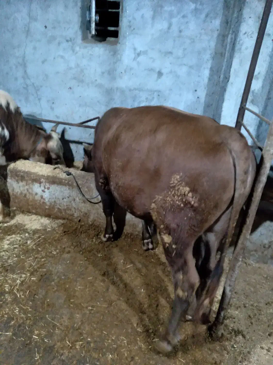 فروش کاو گوساله ومیش ابستن|حیوانات مزرعه|حویق, |دیوار