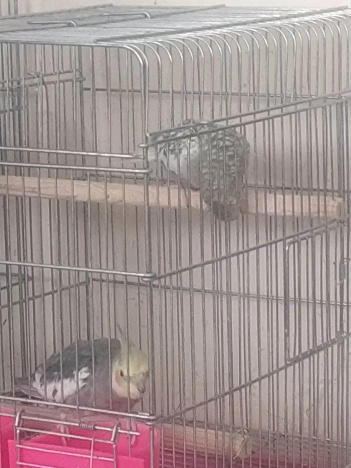 عروس هلندی سالم باقفس|پرنده|شاهین‌شهر, مسکن مهر|دیوار