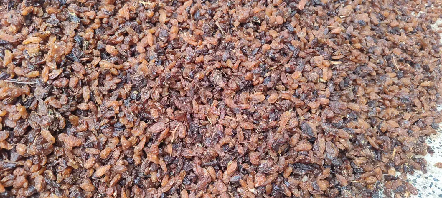 کشمش آفتابی درجه یک|خوردنی و آشامیدنی|نیشابور, دارایی|دیوار