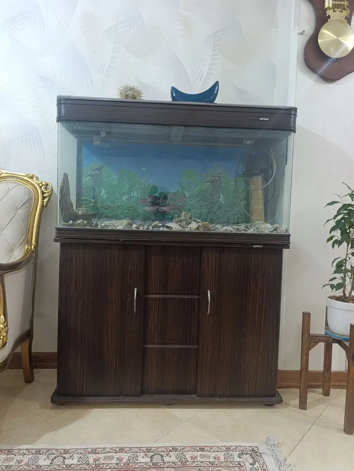 آکواریوم ساده و شرکتی ماهیران بسیار تمیز|ماهی|اصفهان, آهنگران|دیوار