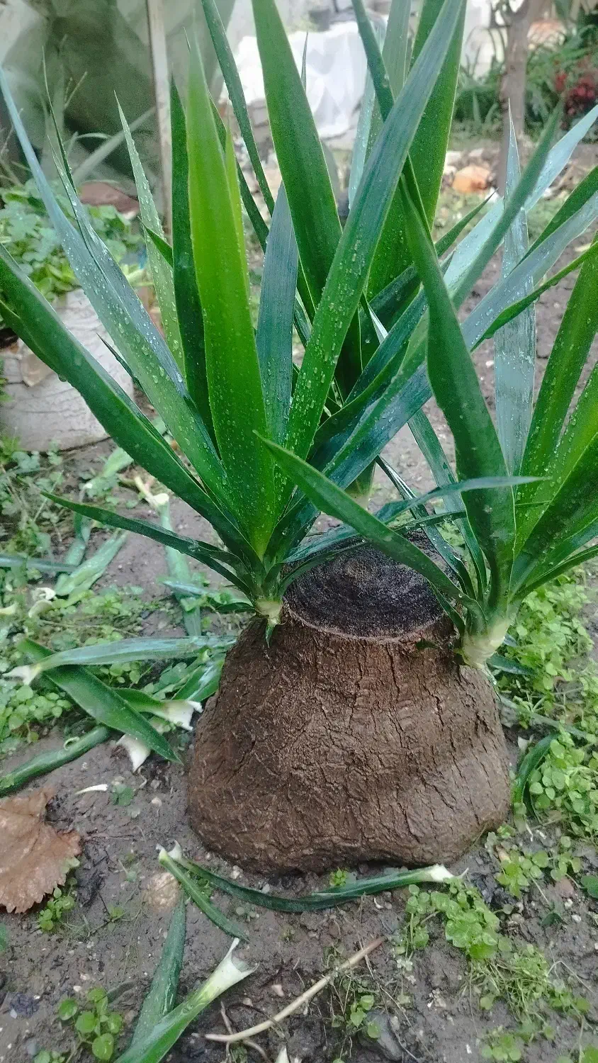 فروش گل یوکا|گل و گیاه طبیعی|گلوگاه, |دیوار