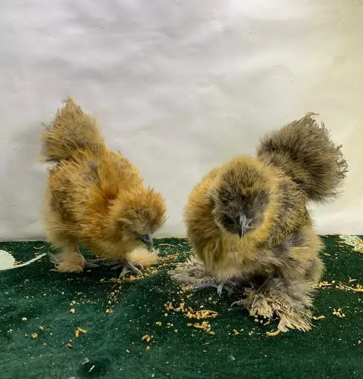 مرغ خروس/کوشین /ابریشمی/ جوجه/ نیمچه تخمگذار|حیوانات مزرعه|مشهد, شریف|دیوار