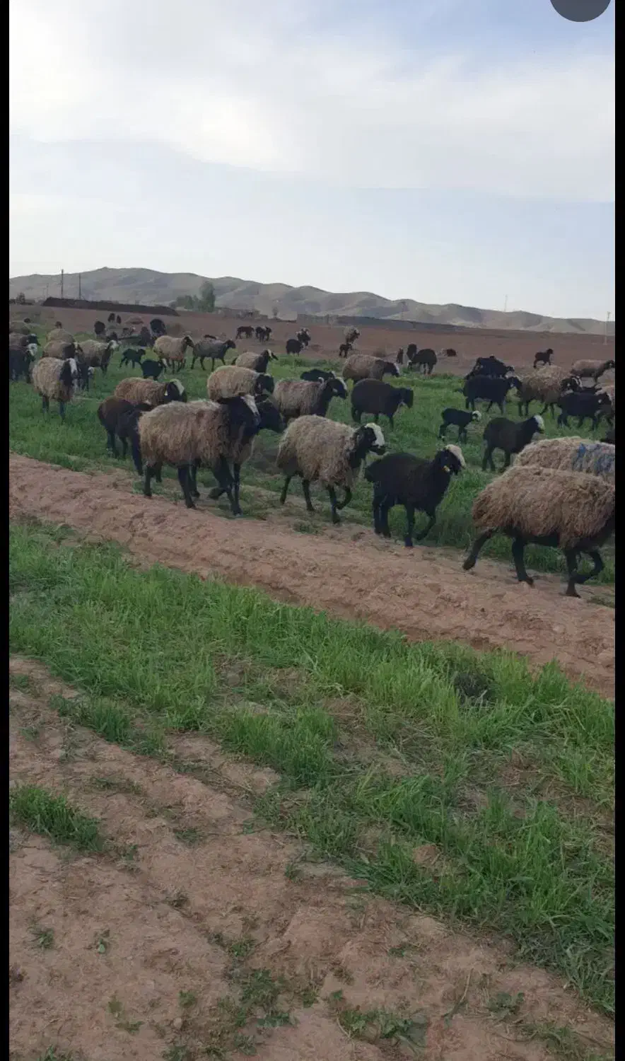 تربت حیدریه ارسـ. ــال میگردد گوسفند ergeoi بره|حراج|تربت‌حیدریه, بهشت عسکری|دیوار
