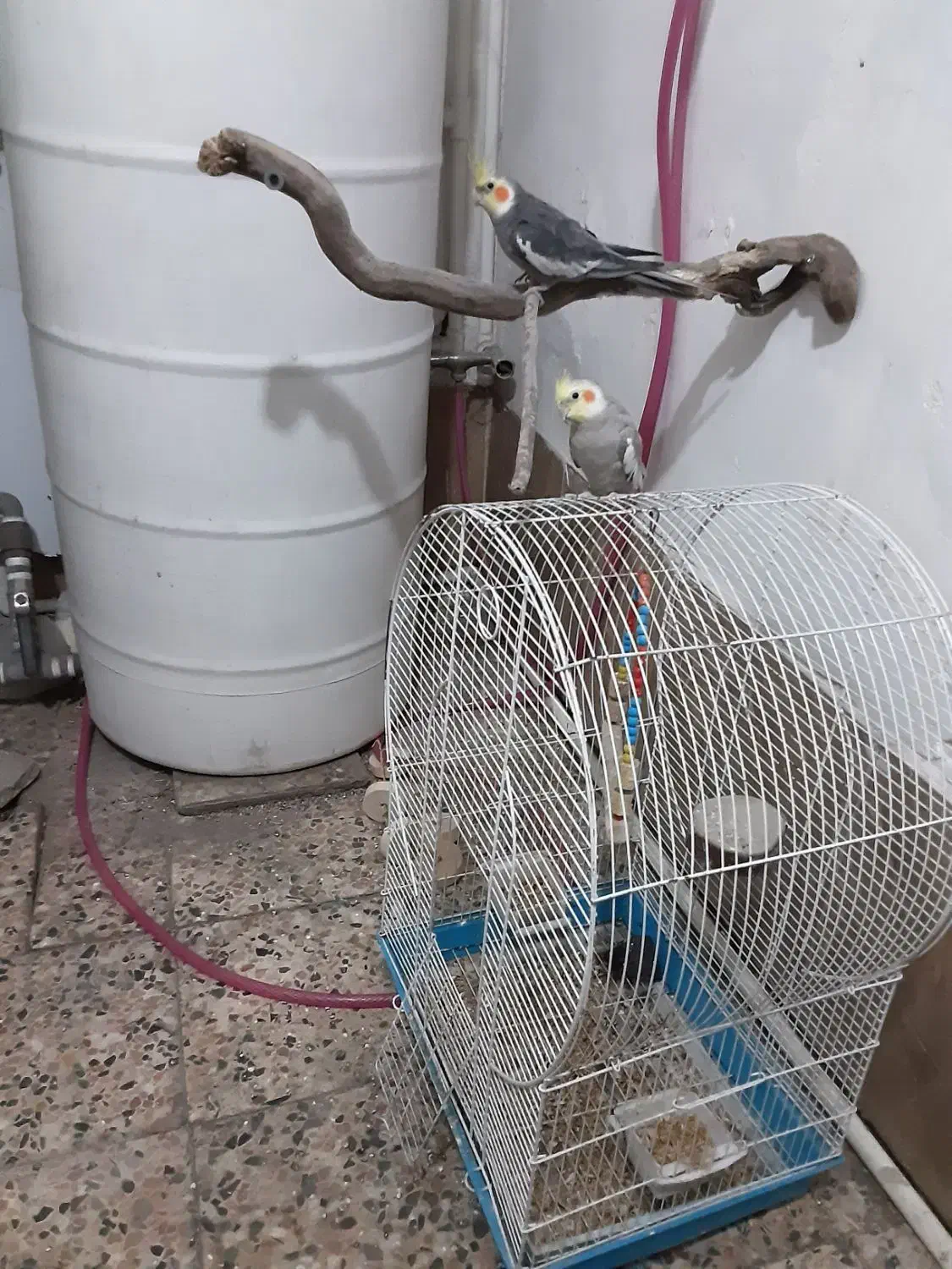 طوطی عروس جفت ۷۰۰|پرنده|رشت, دروازه لاکان|دیوار