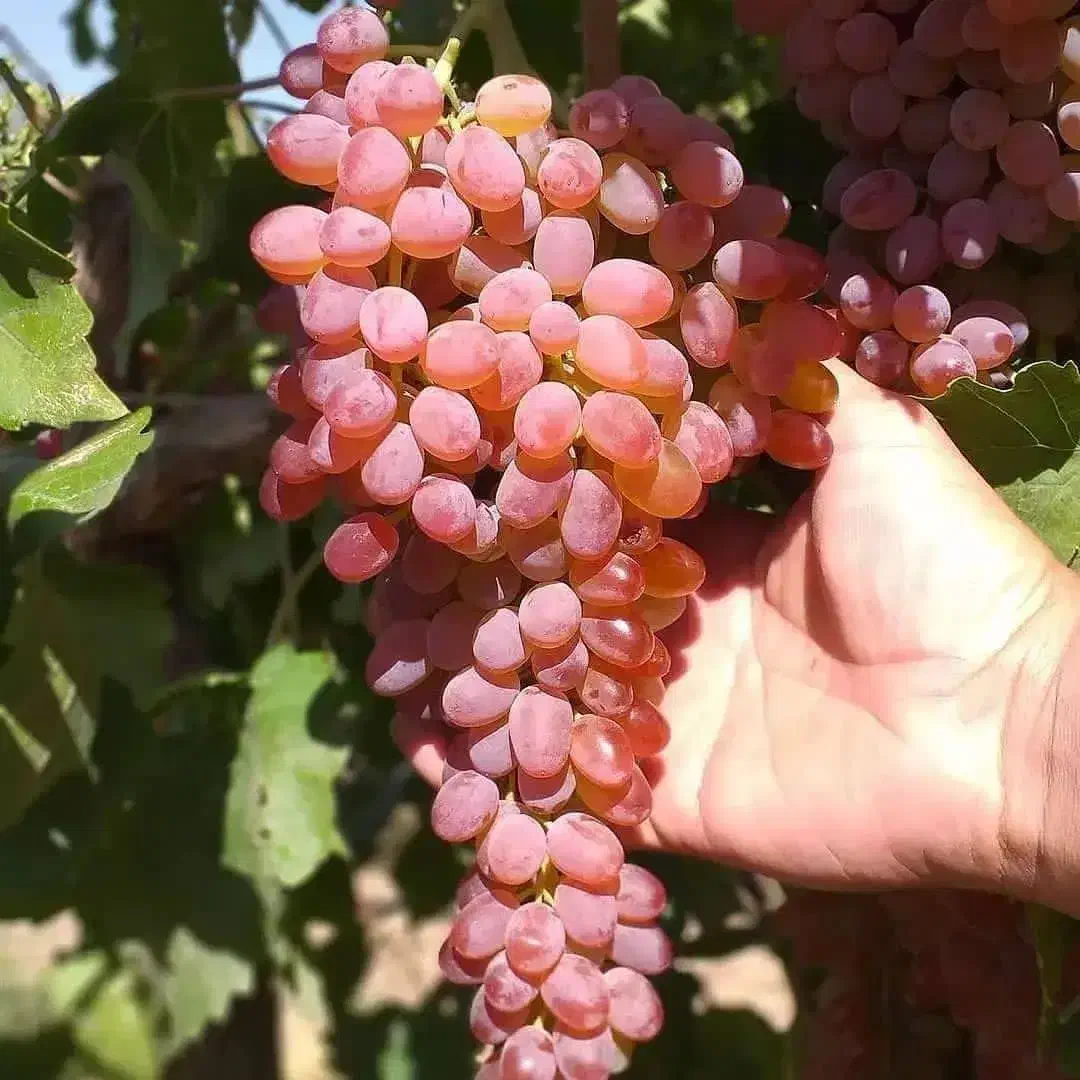 نهال دیرگل پربار مناسب مناطق سردسیر|خدمات باغبانی و درختکاری|اراک, |دیوار