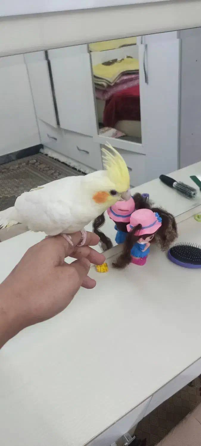 گمشده عروس|حیوانات|قم, زنبیل آباد|دیوار