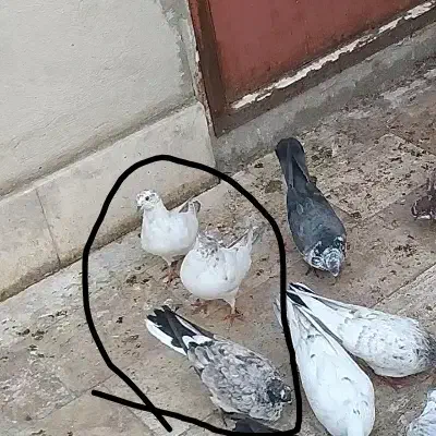 سه کفتر گمشده|حیوانات|قم, ناصردیوان|دیوار