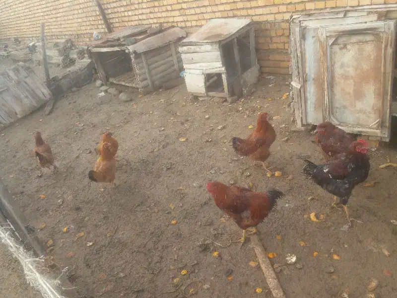 مرغ وخروس|حیوانات مزرعه|گمیشان, |دیوار