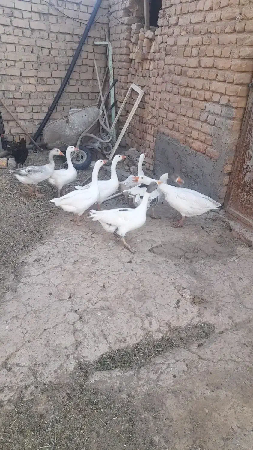 غاز|حیوانات مزرعه|معصومیه, |دیوار