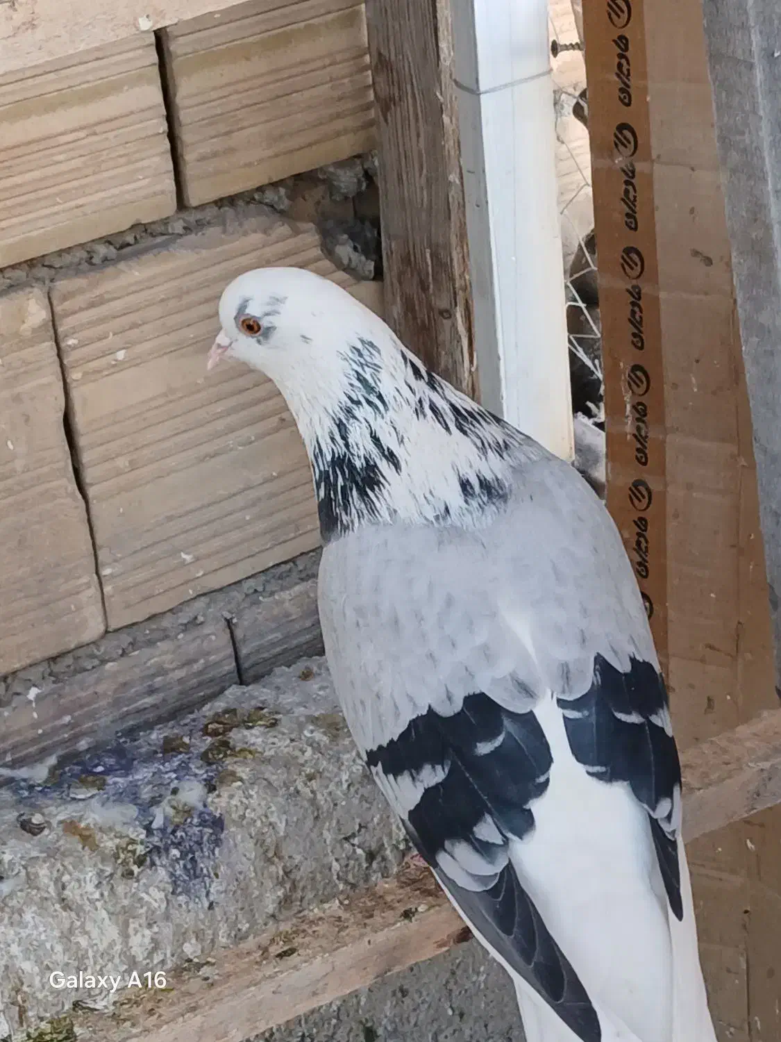 کبوتر غریبگیری|پرنده|کرج, حصارک بالا|دیوار