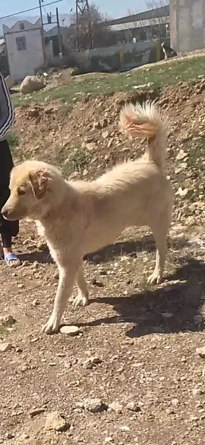 سگ نگهبان|سگ|کرمانشاه, |دیوار