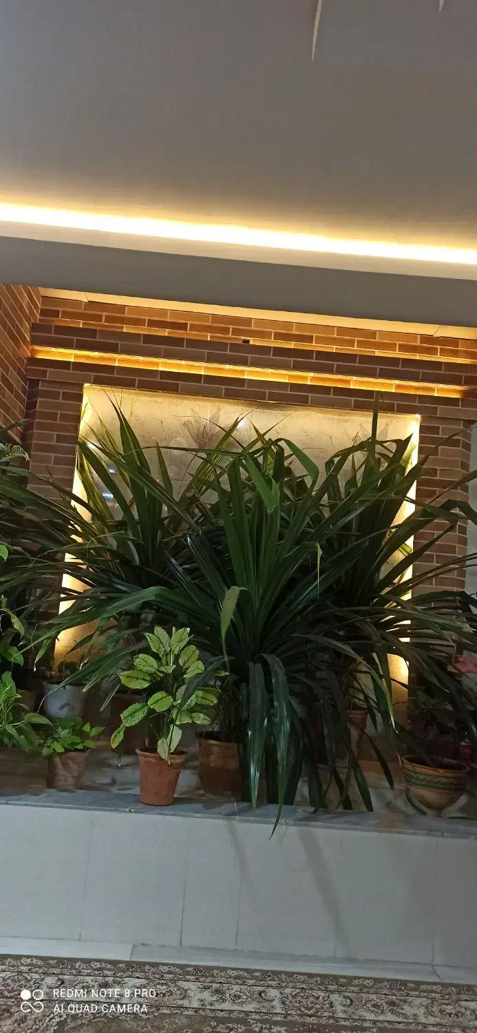 گل خنجری|گل و گیاه طبیعی|فردوس (خراسان), |دیوار