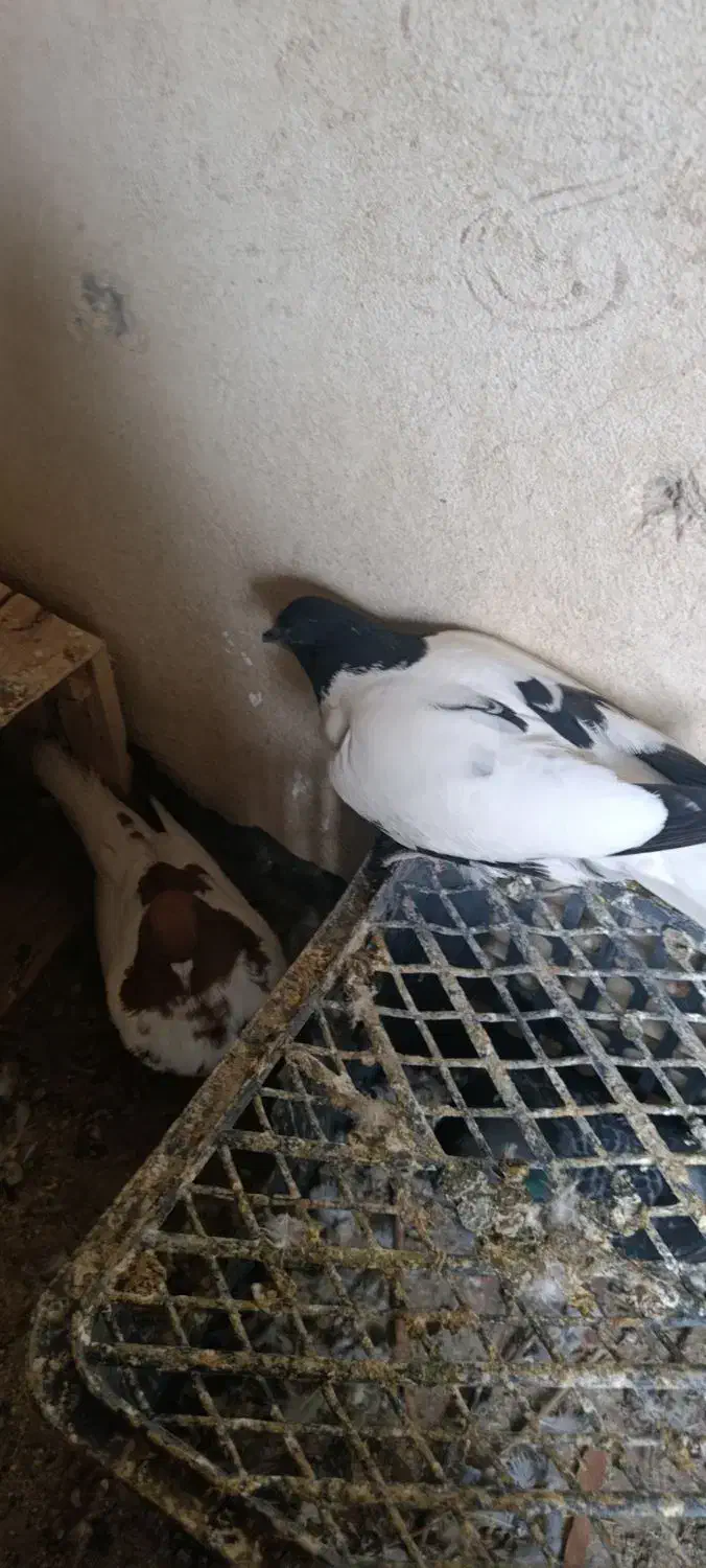 جفت جوجه شتری سیا و یک دونه شتری سرخ|پرنده|هامون, |دیوار