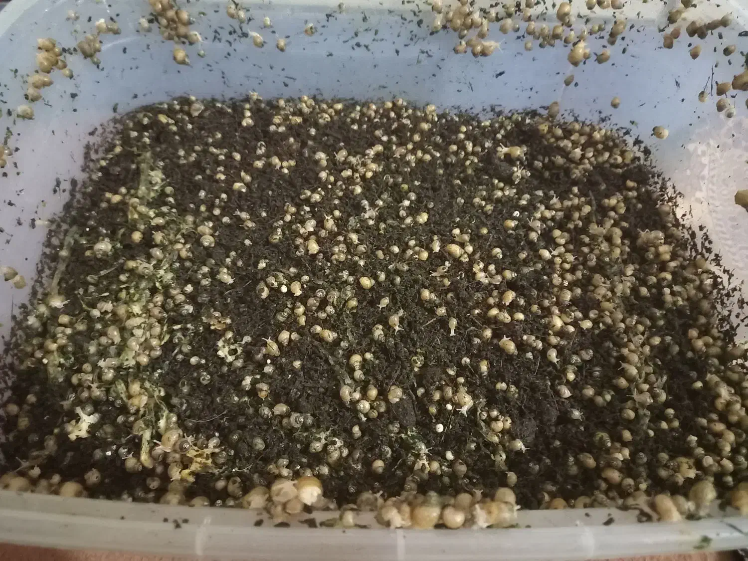 حلزون|خزنده|شوشتر, |دیوار