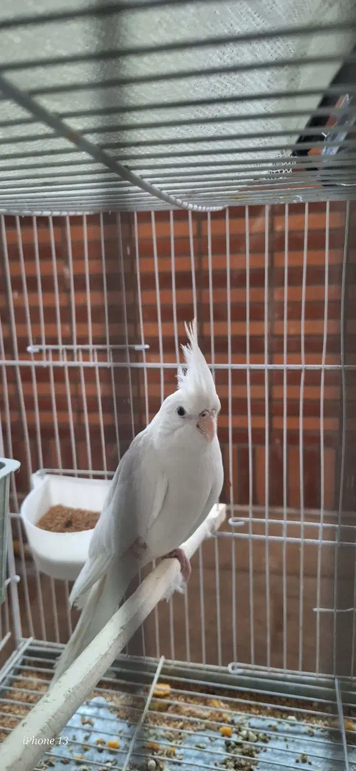 عروس هلندی|پرنده|زابل, |دیوار