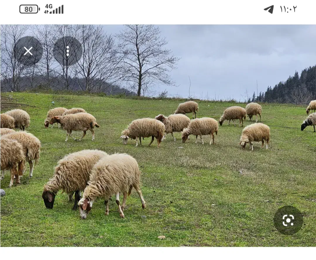 نیازمنده گلیار|استخدام خدمات فروشگاه و رستوران|چوار, |دیوار