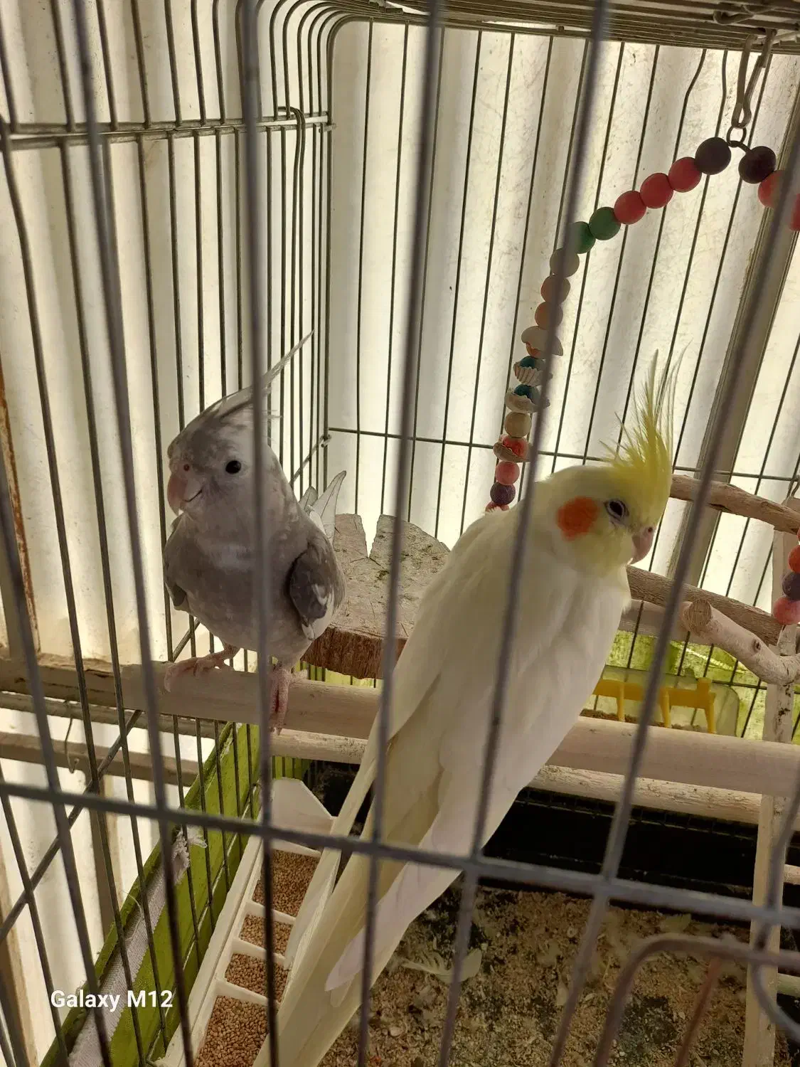 یک جفت عروس هلندی|پرنده|ری, دولتآباد|دیوار