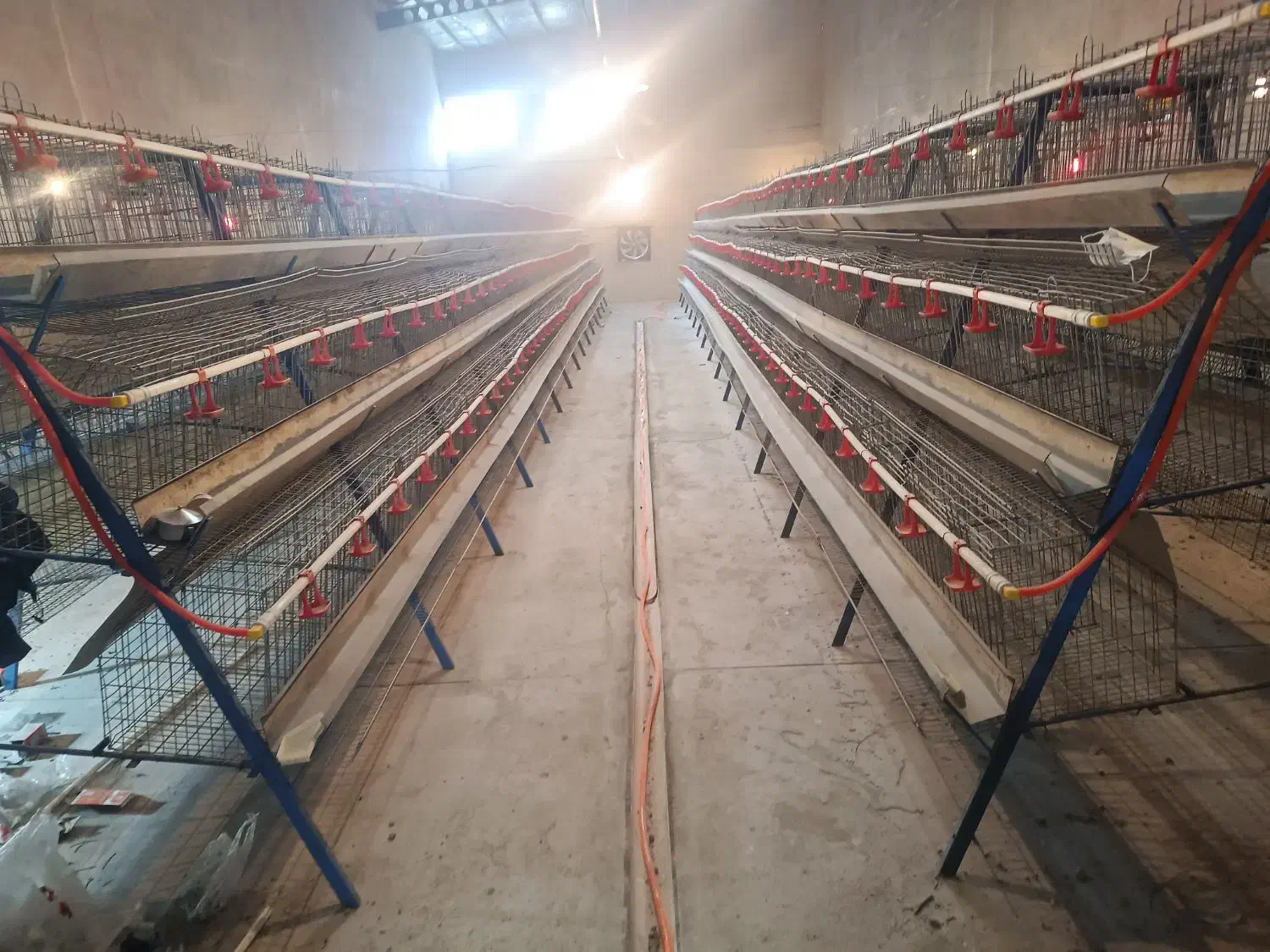 قفس منبری ۳طبقه مرغ تخمگذار بومی و صنعتی|حیوانات مزرعه|آفتاب, |دیوار