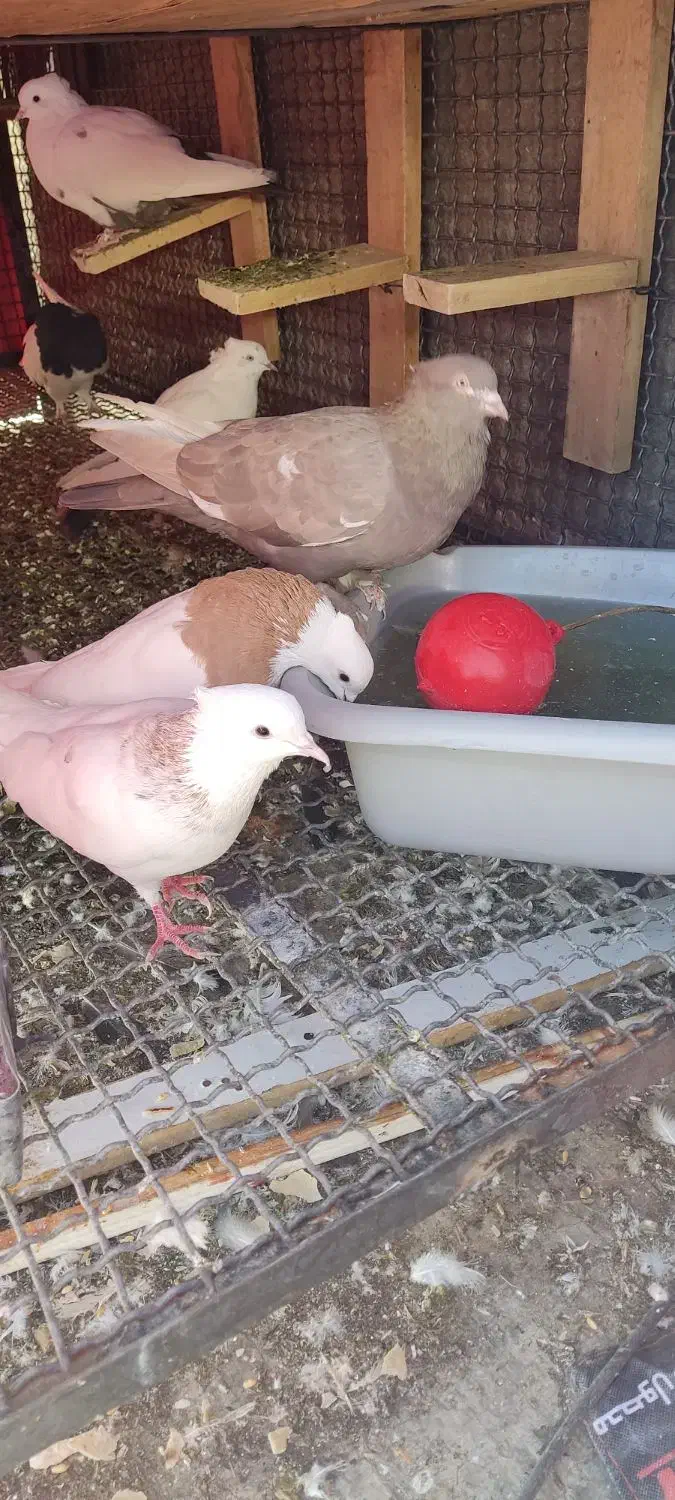 کبوتر طوقی دمبی سوسکی|پرنده|یاسوج, |دیوار