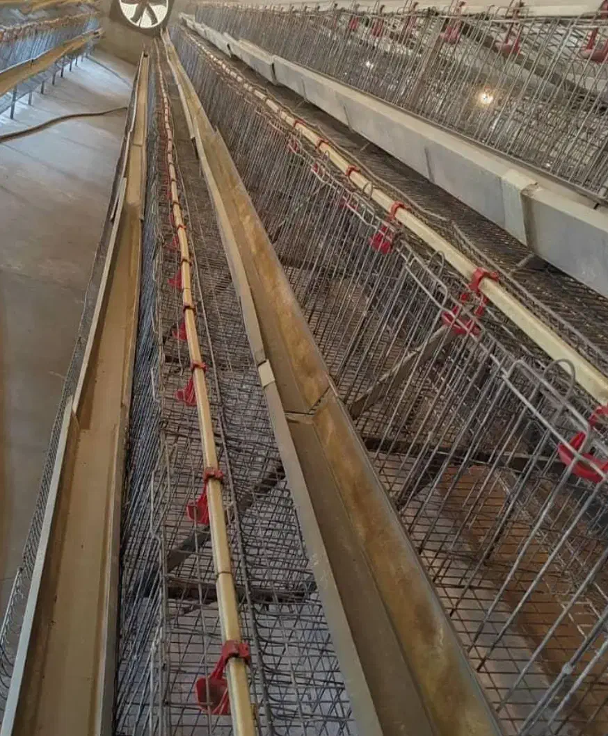 قفس مرغ تخمگذار|لوازم جانبی حیوانات|قم, جمکران|دیوار