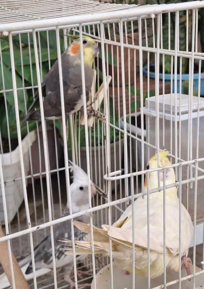 عروس هلندی|پرنده|آزادشهر, |دیوار