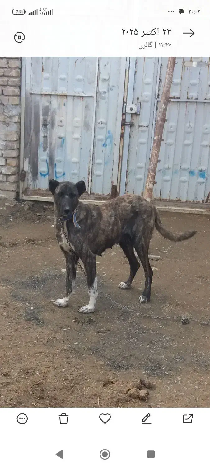 ماچ گله ای|سگ|شازند, |دیوار