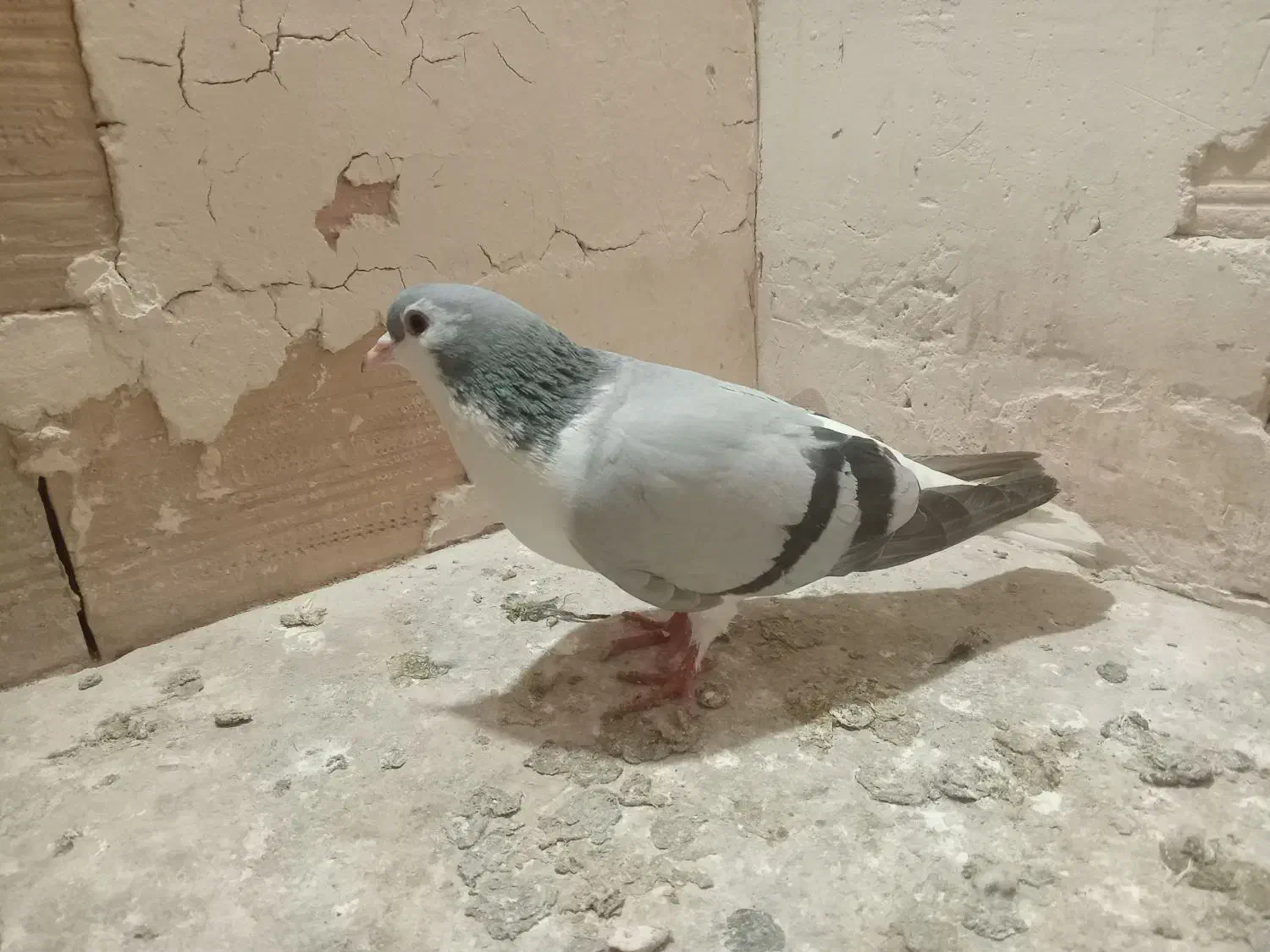 صید|لوازم التحریر|مشهد, بهمن|دیوار