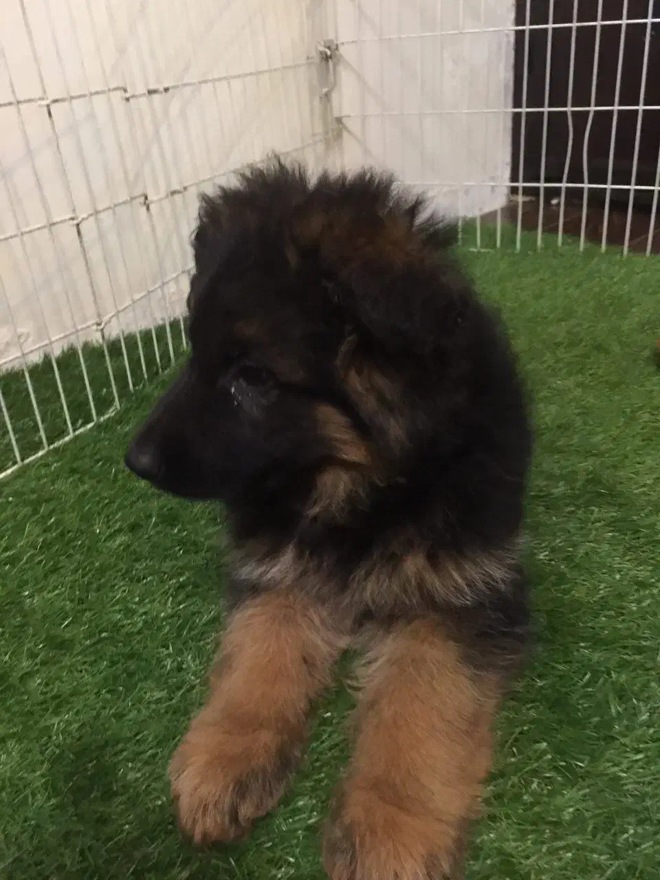 ژرمن شپهرد(شپرد) سگ نگهبان (کینگ موبلند)|سگ|تهران, تهران‌ویلا|دیوار