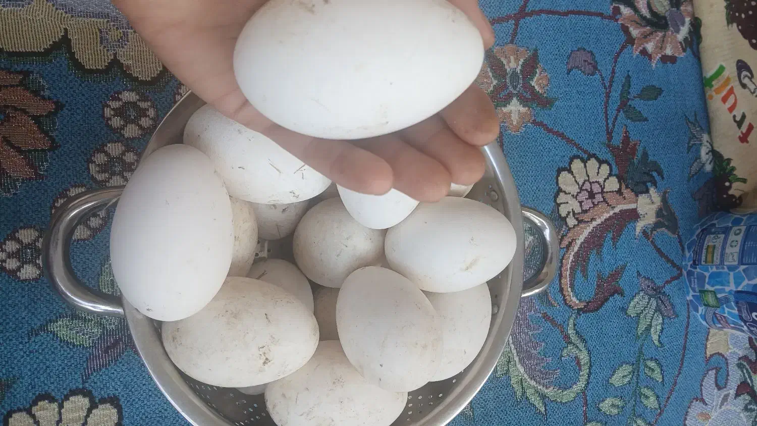 تخم غاز.نطفه دار|حیوانات مزرعه|مزرعه کتول, |دیوار