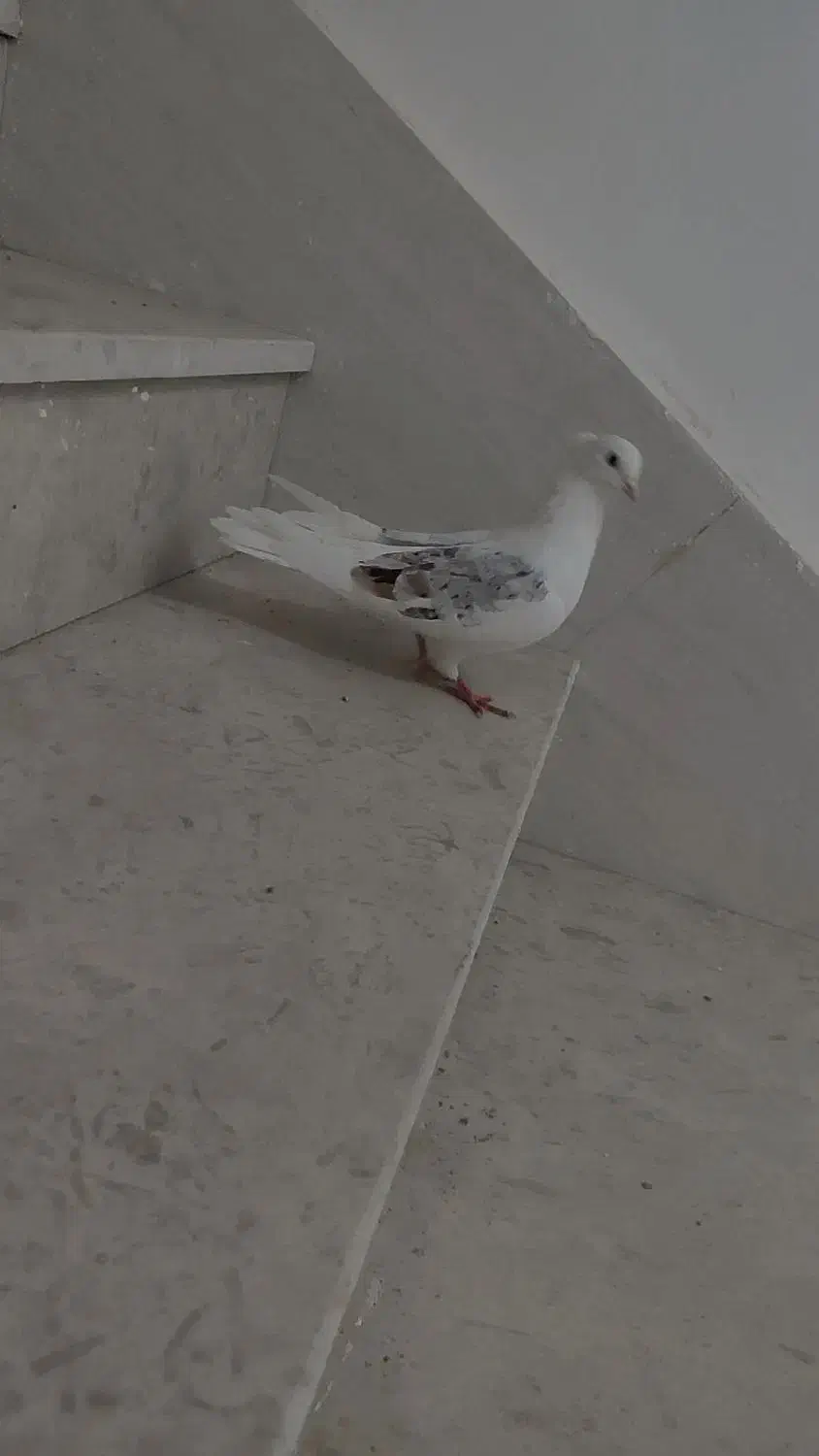 دوعدد کبوتر پرشی ناشی|پرنده|خرم‌آباد, |دیوار