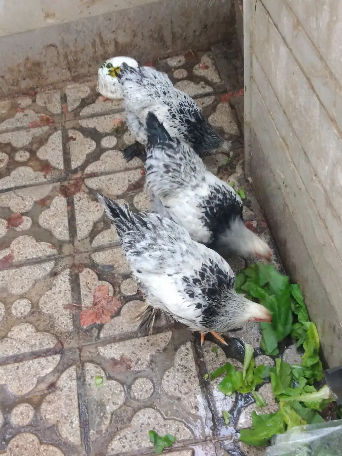 لاری و برهما|حیوانات مزرعه|شیراز, دشت چنار|دیوار