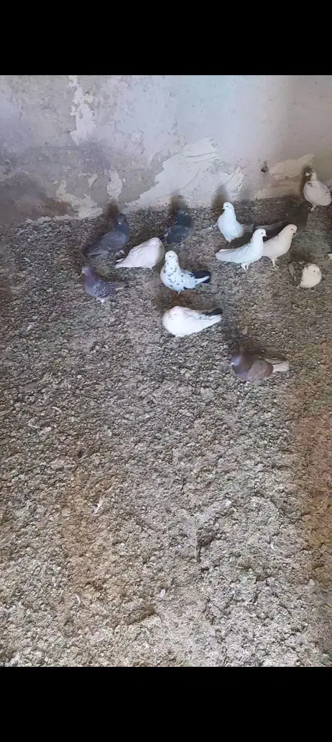 کبوتر|پرنده|رزن, |دیوار