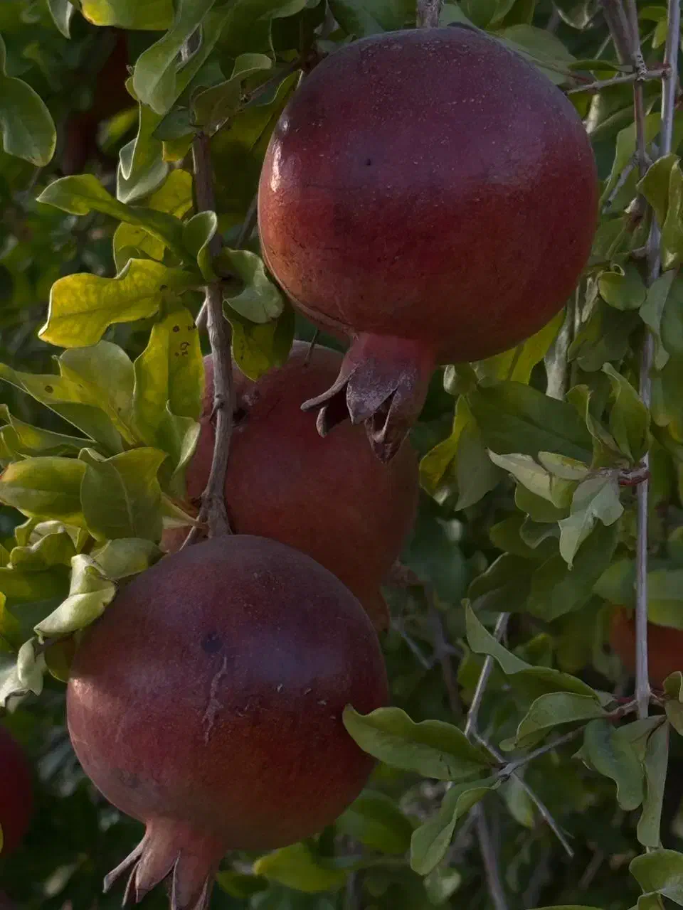 ۱۰۰۰ متر باغ آبگویه|فروش زمین و ملک کلنگی|جنت, |دیوار